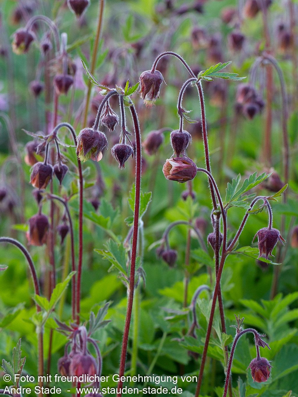 Bach-Nelkenwurz (Geum rivale)
