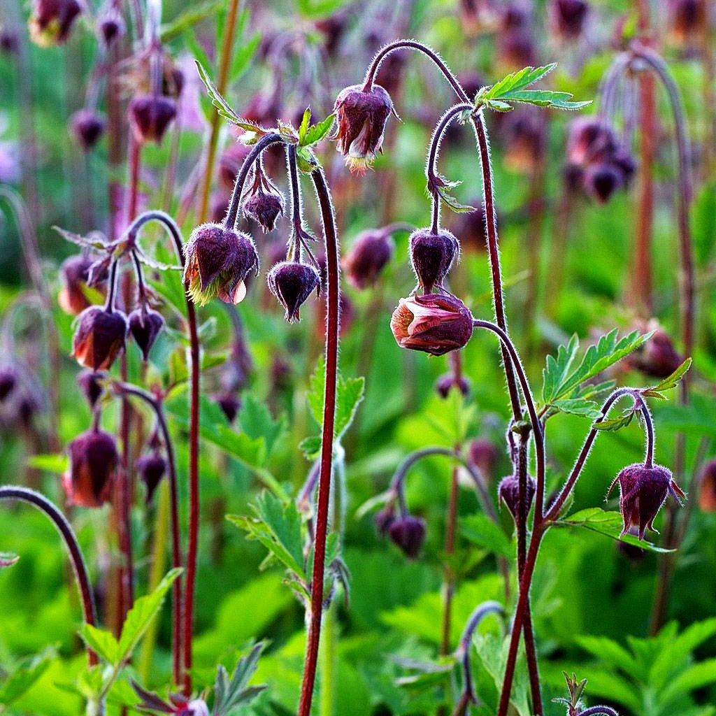 Bach-Nelkenwurz (Geum rivale)