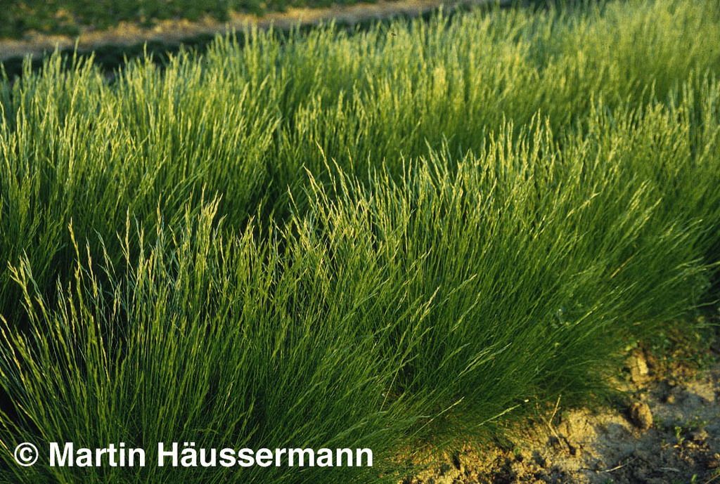 Bärenfell-Schwingel (Festuca gautieri)