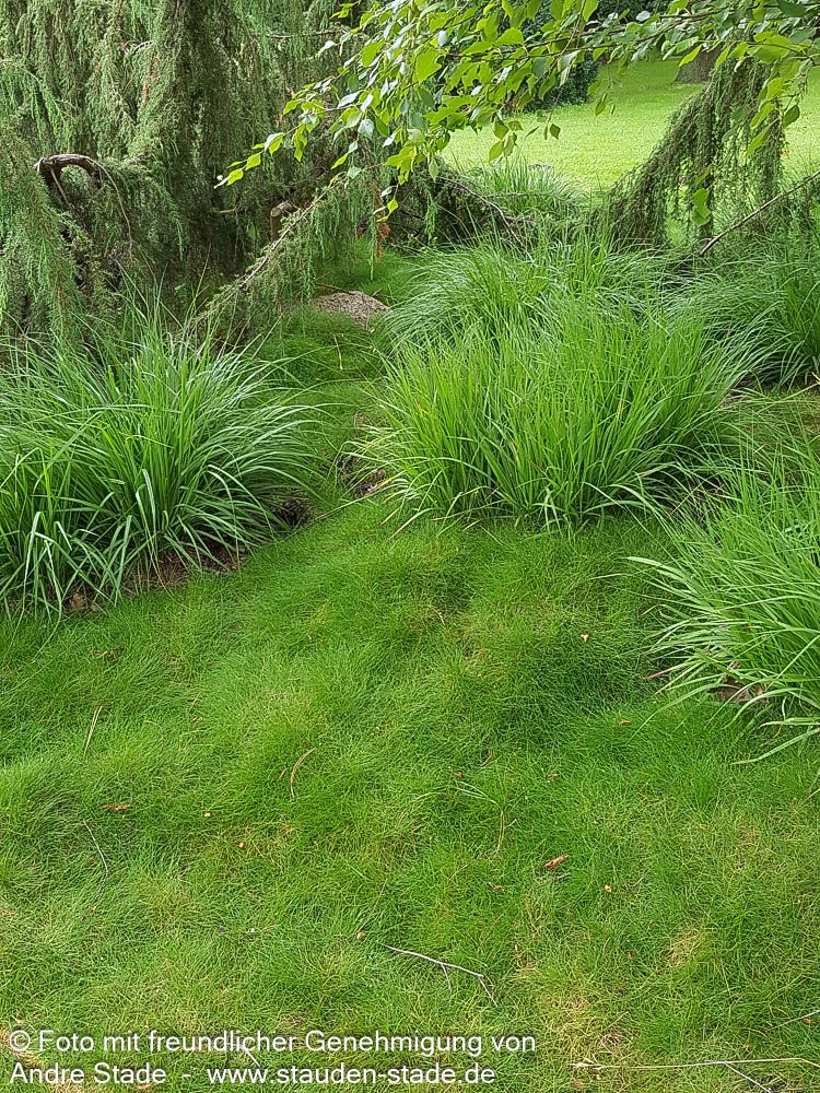 Bärenfell-Schwingel (Festuca gautieri)