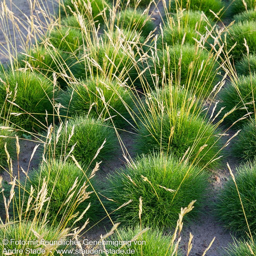 Bärenfell-Schwingel (Festuca gautieri)