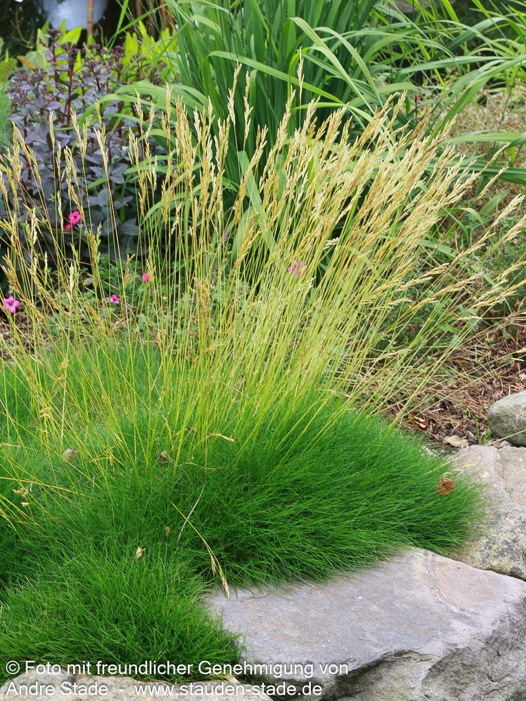 Bärenfell-Schwingel (Festuca gautieri)