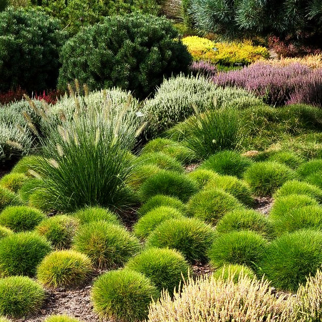Bärenfell-Schwingel (Festuca gautieri)