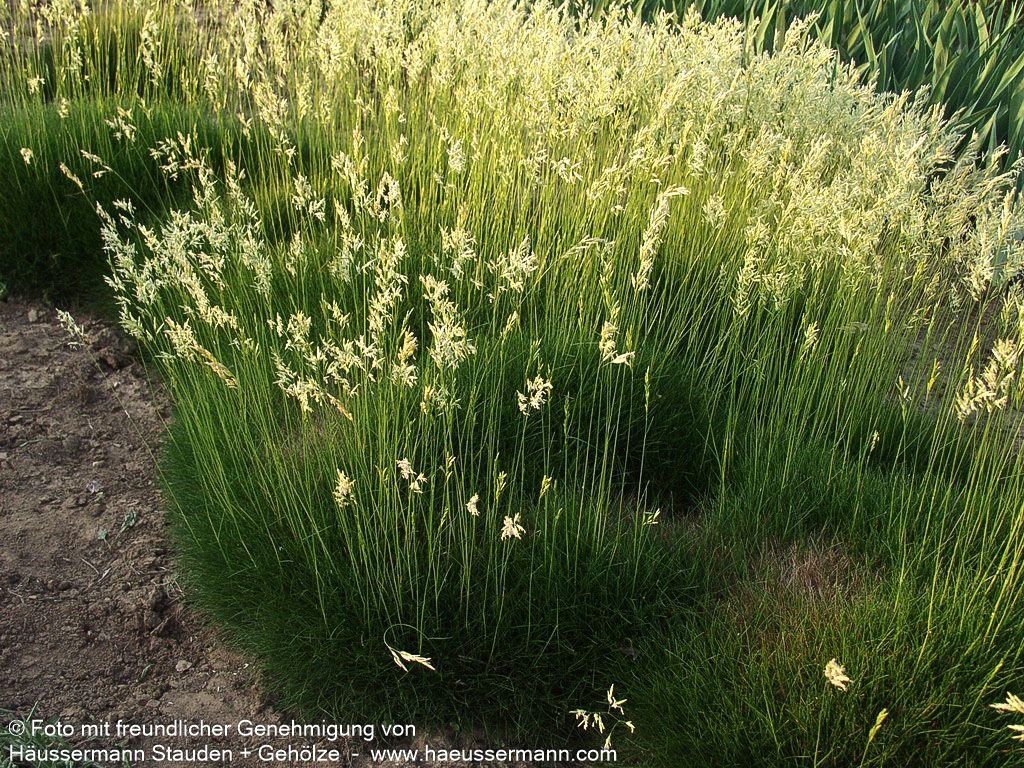 Bärenfell-Schwingel (Festuca gautieri)