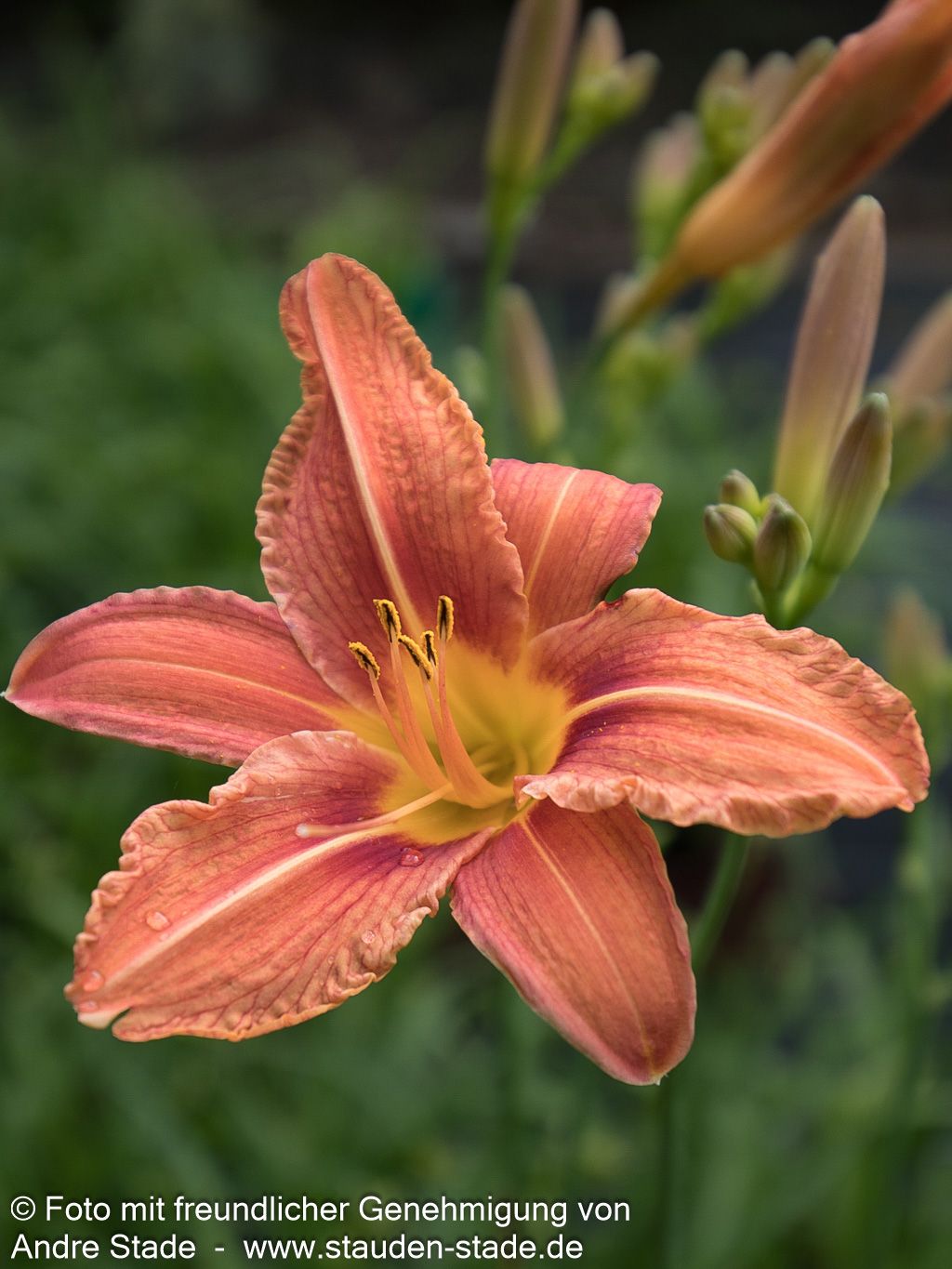 Bahnwärter-Taglilie (Hemerocallis fulva)