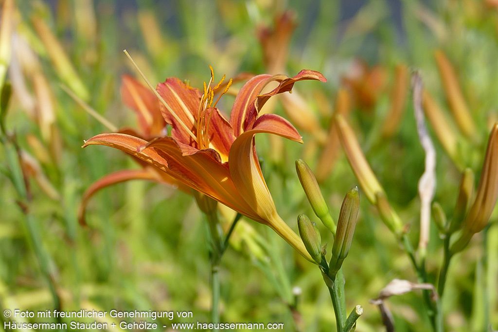 Bahnwärter-Taglilie (Hemerocallis fulva)