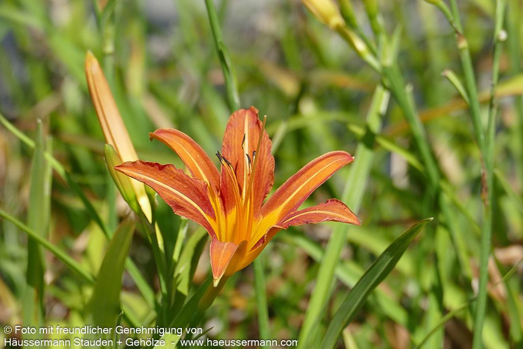 Bahnwärter-Taglilie (Hemerocallis fulva)