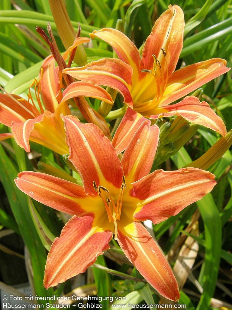 Bahnwärter-Taglilie (Hemerocallis fulva)