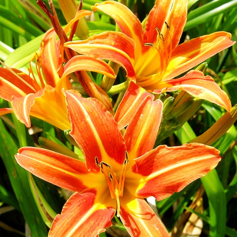 Bahnwärter-Taglilie (Hemerocallis fulva)