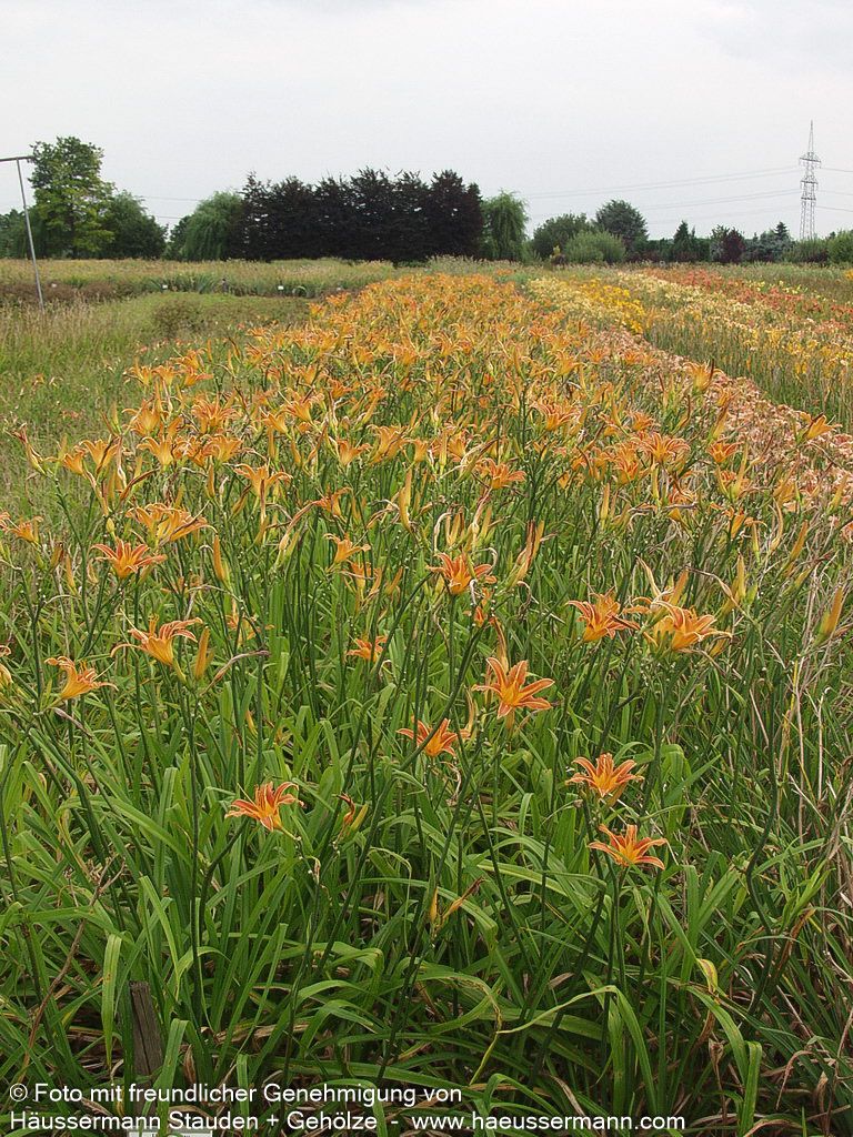 Bahnwärter-Taglilie (Hemerocallis fulva)