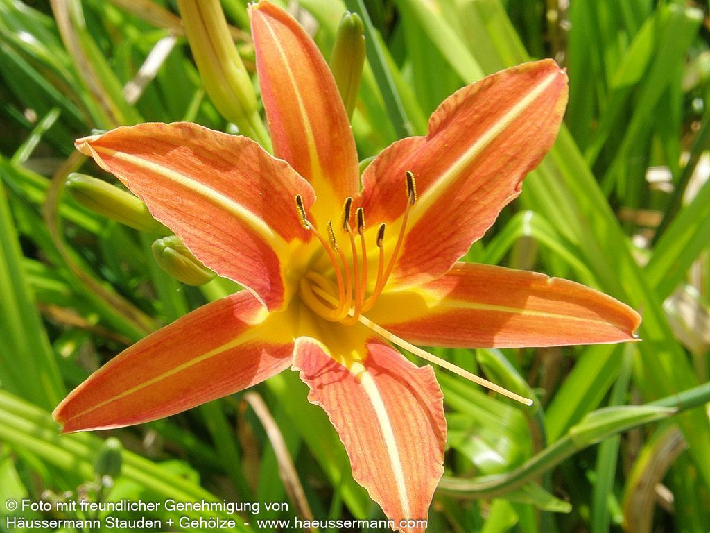 Bahnwärter-Taglilie (Hemerocallis fulva)