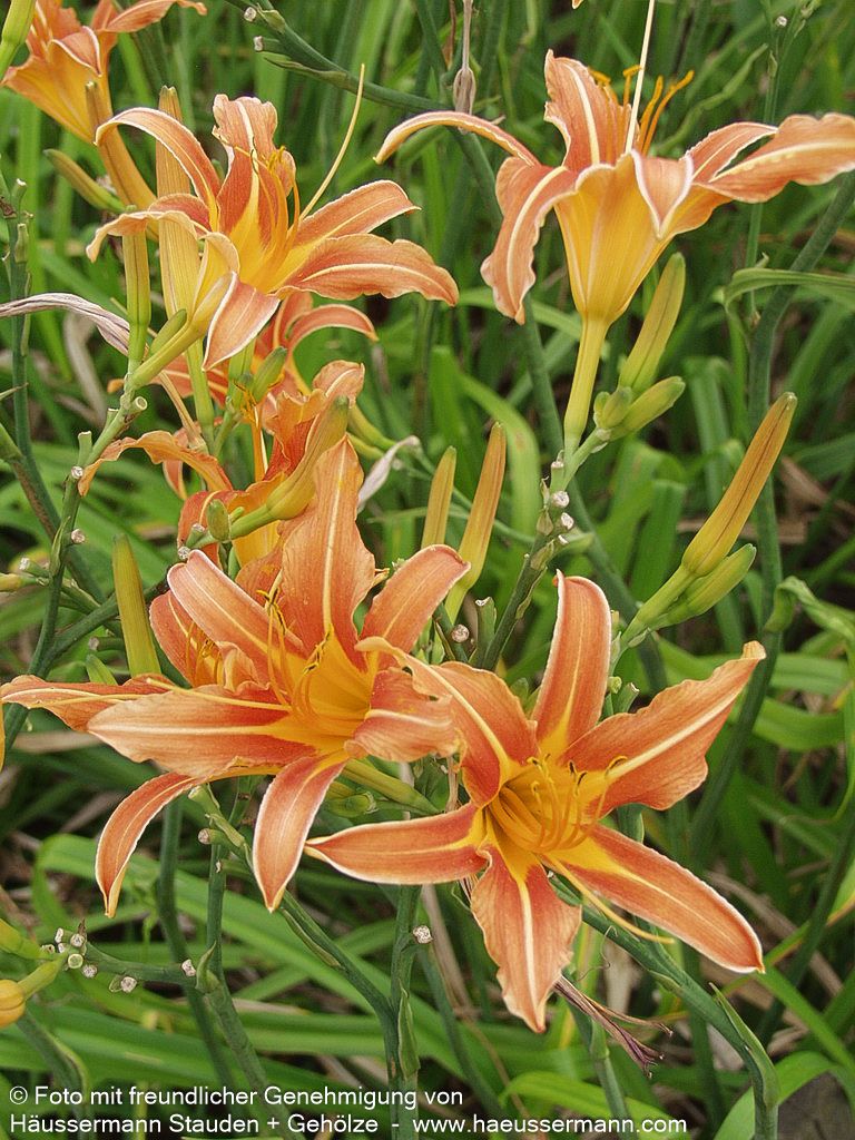 Bahnwärter-Taglilie (Hemerocallis fulva)