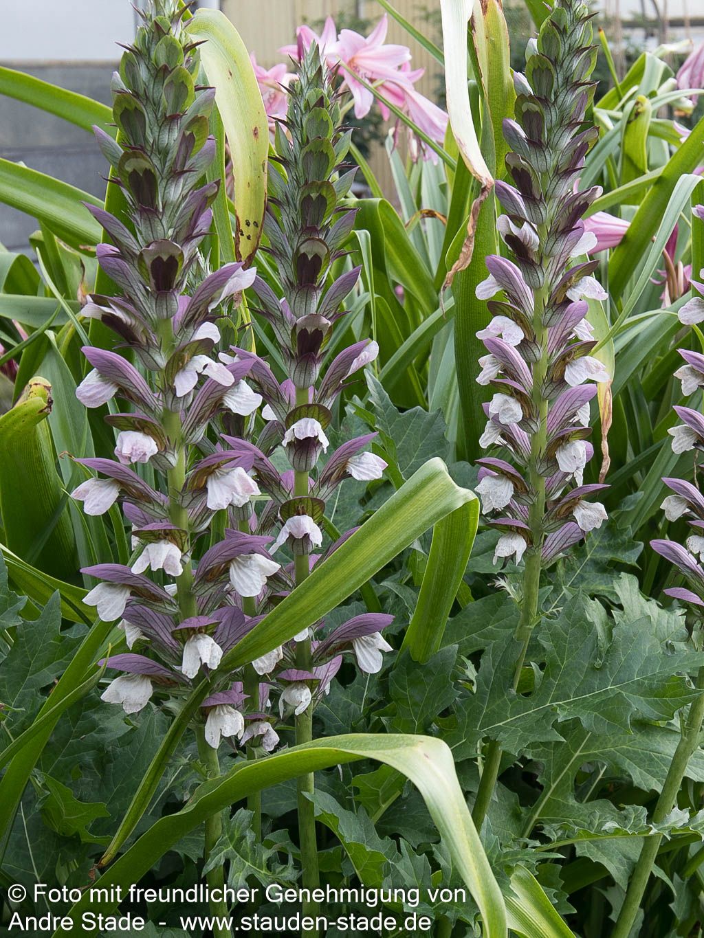 Balkan-Bärenklaue (Acanthus hungaricus)