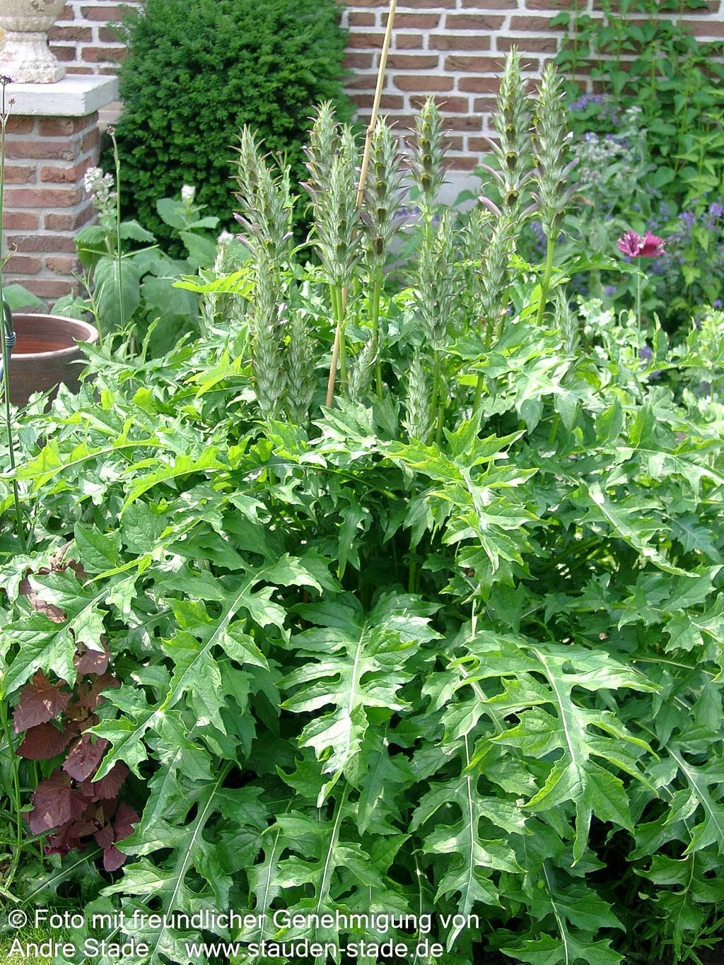 Balkan-Bärenklaue (Acanthus hungaricus)