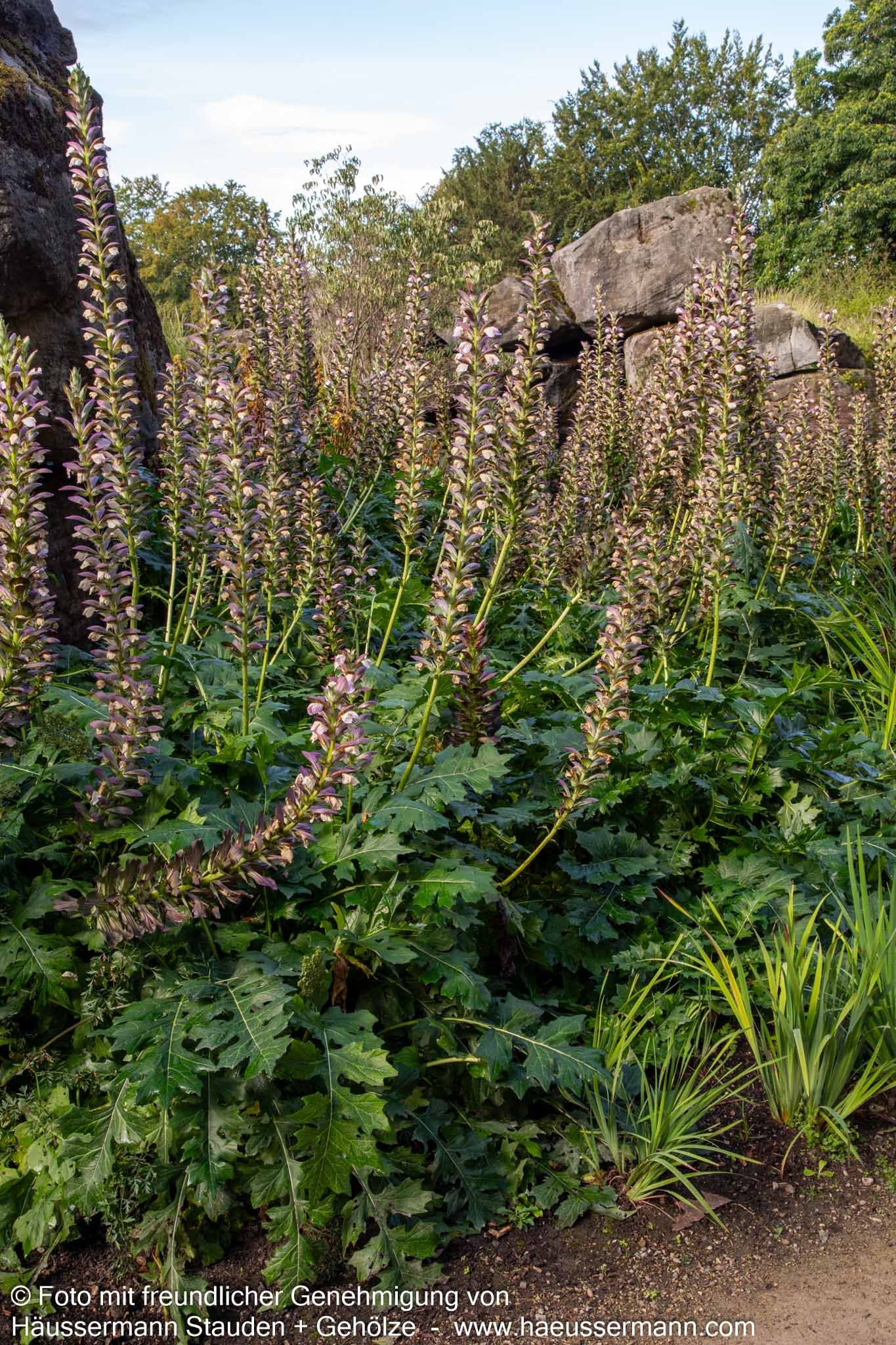 Balkan-Bärenklaue (Acanthus hungaricus)