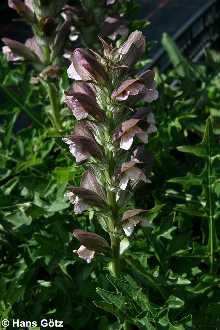 Balkan-Bärenklaue (Acanthus hungaricus)