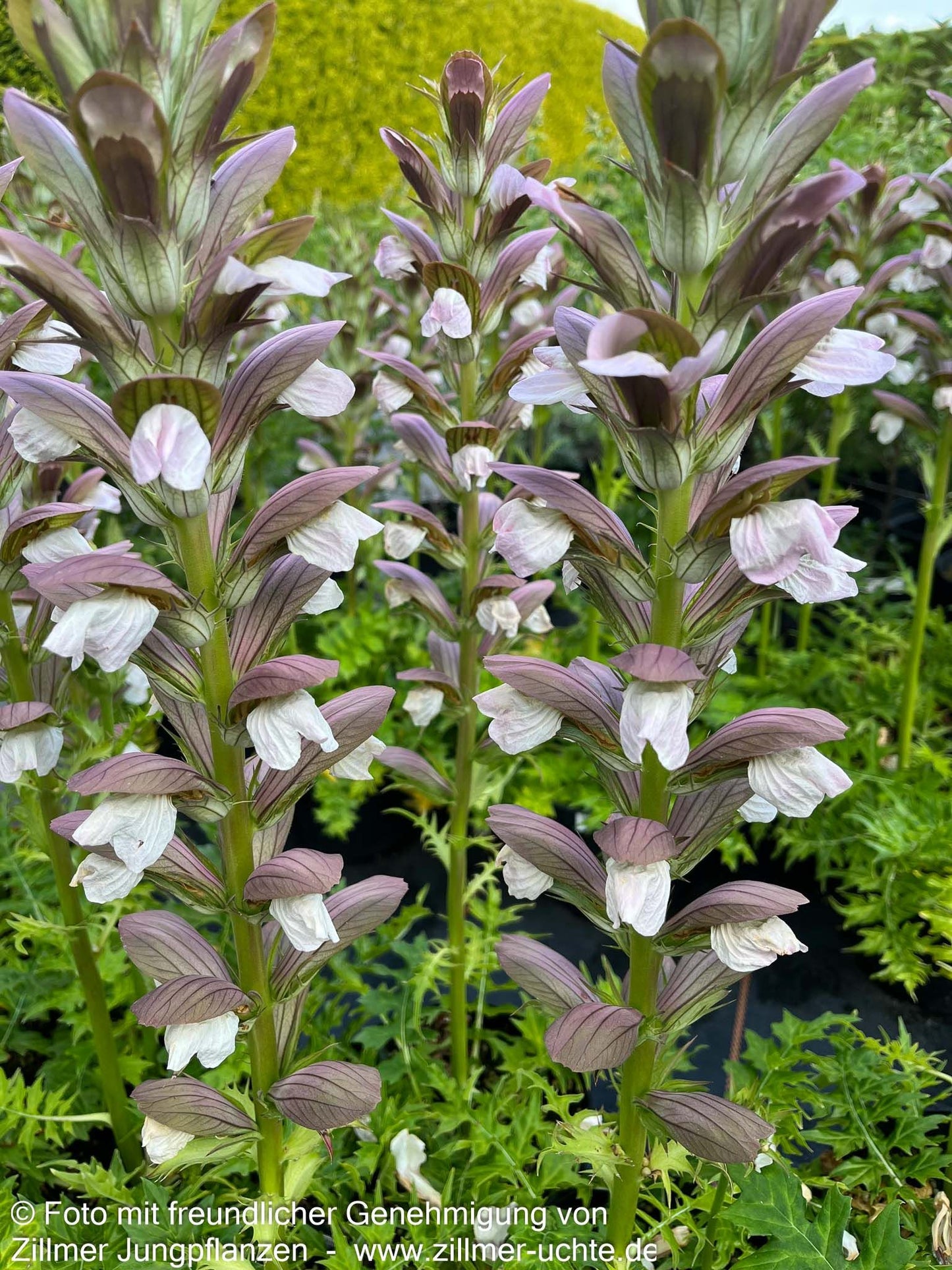 Balkan-Bärenklaue 'White Lips' (Acanthus hungaricus)