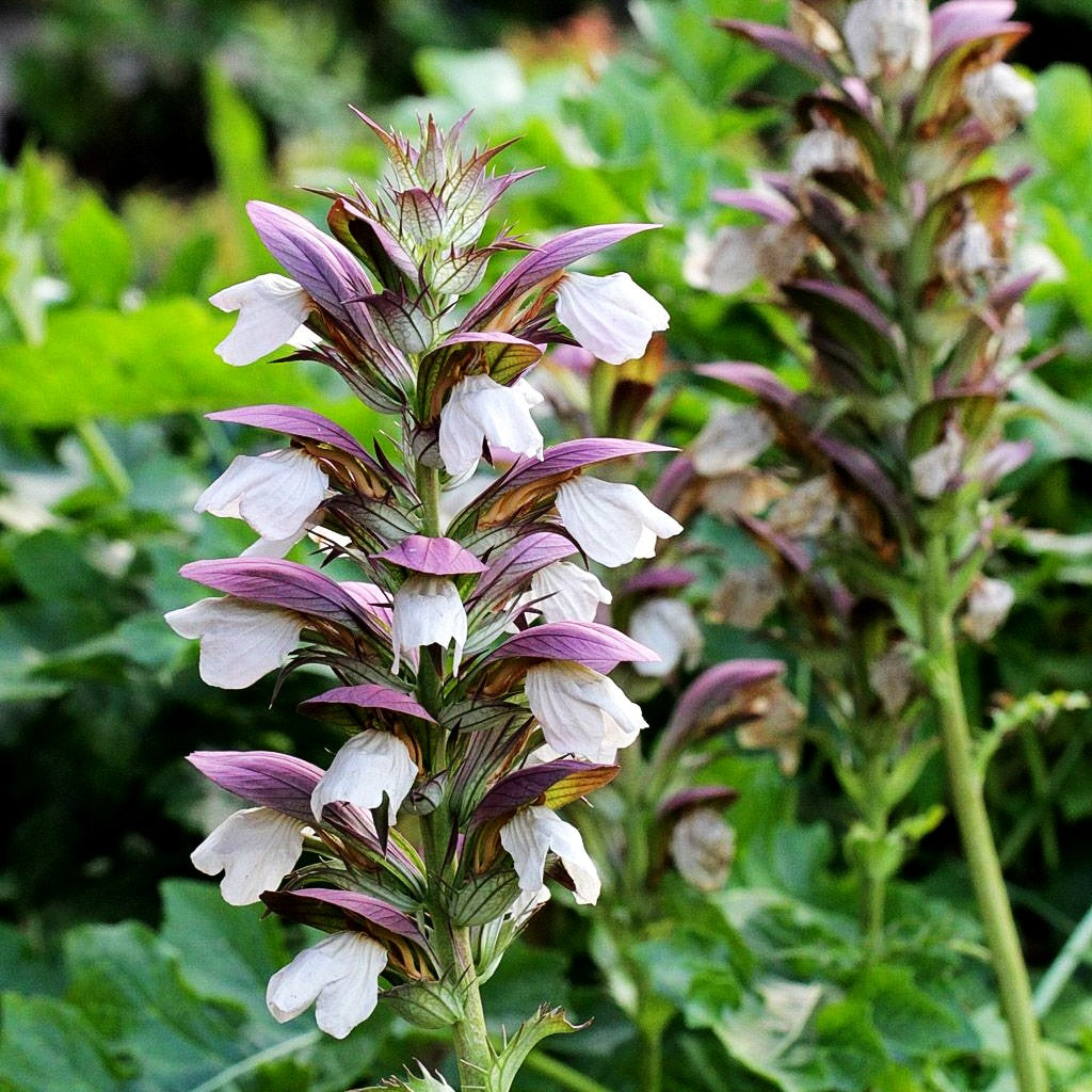Balkan-Bärenklaue 'White Lips' (Acanthus hungaricus)