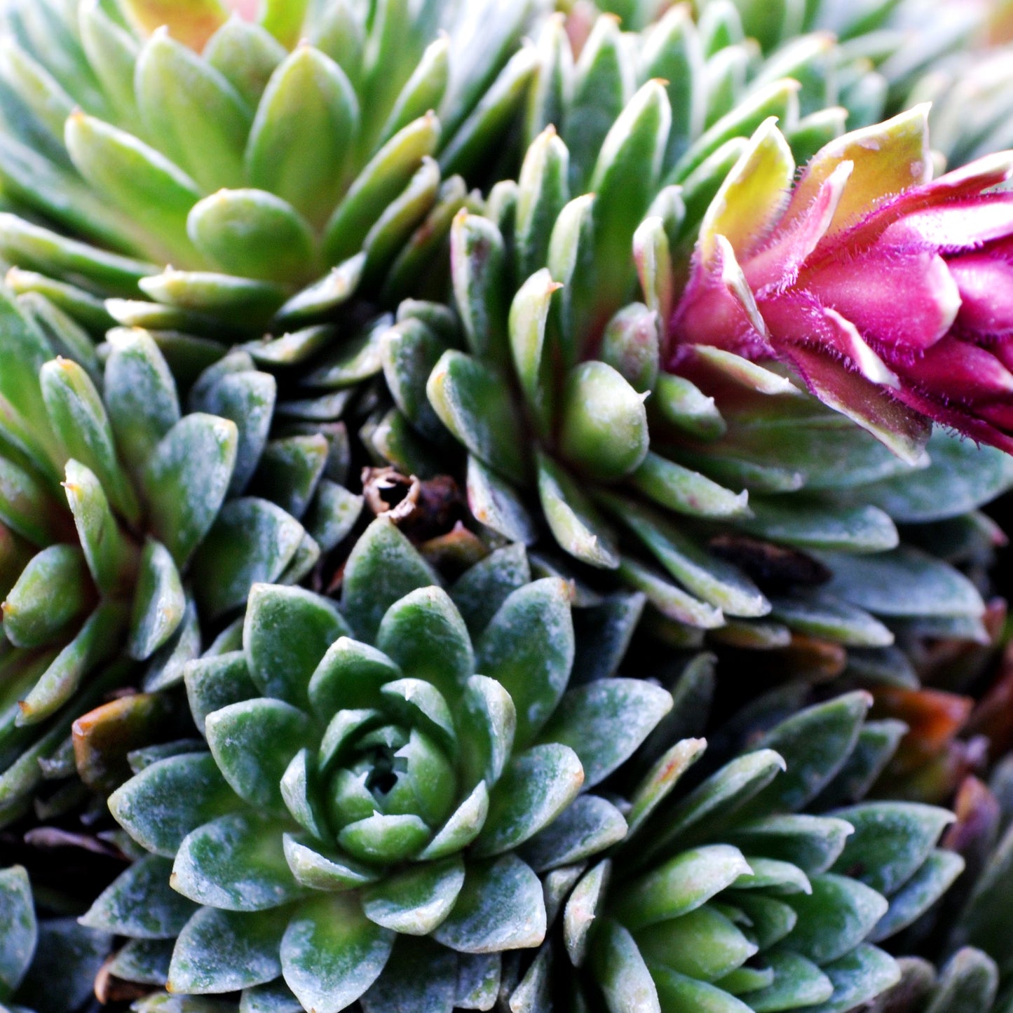 Balkan-Frühlings-Steinbrech 'Stenophylla' (Saxifraga sempervivum)