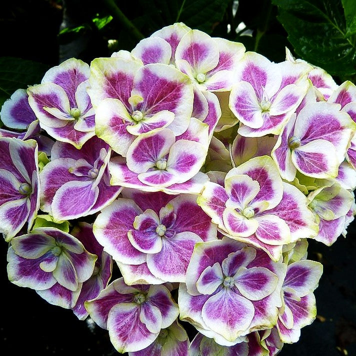 Ball-Hortensie 'Bavaria' (Hydrangea macrophylla)