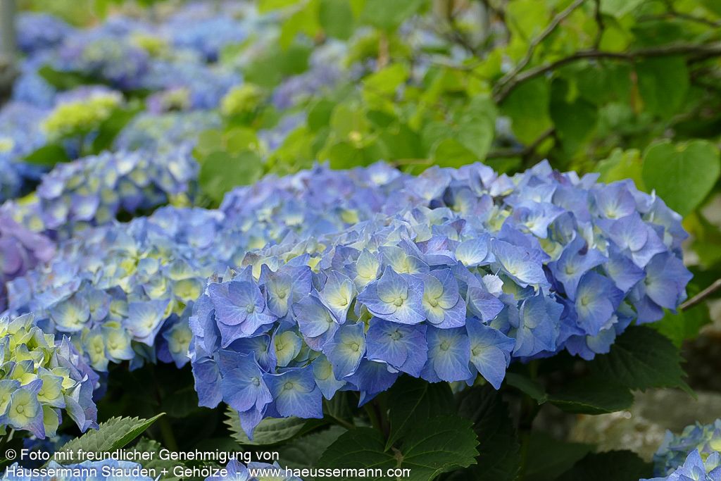 Ball-Hortensie 'Bela' (Hydrangea macrophylla)