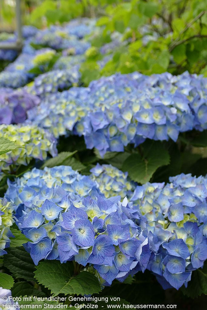 Ball-Hortensie 'Bela' (Hydrangea macrophylla)