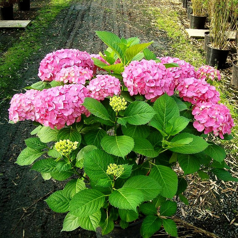 Ball-Hortensie 'Blauer Zwerg' (Hydrangea macrophylla)