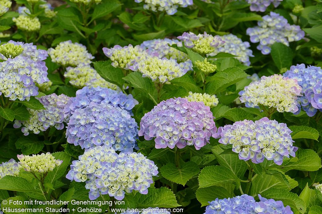 Ball-Hortensie 'Bodensee' (Hydrangea macrophylla)