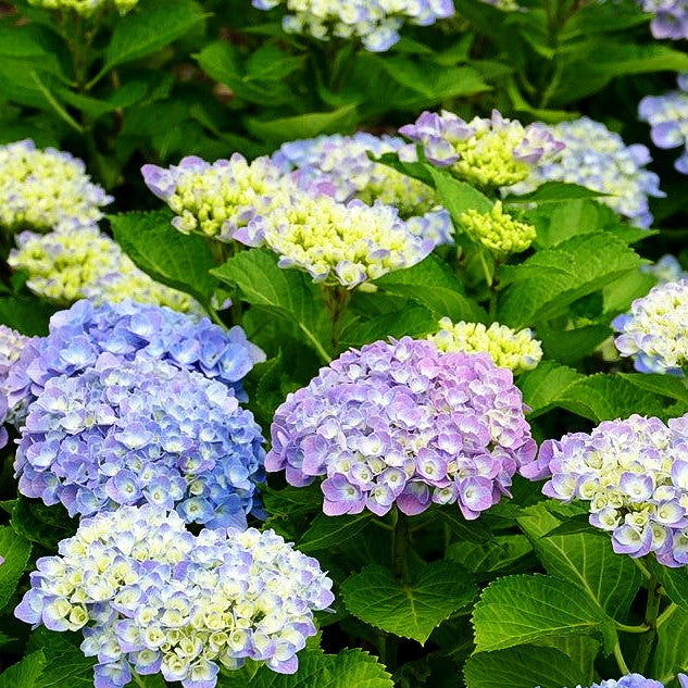 Ball-Hortensie 'Bodensee' (Hydrangea macrophylla)