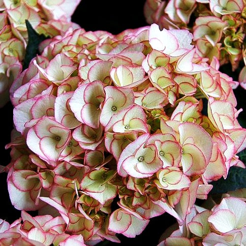 Ball-Hortensie 'Chique' (Hydrangea macrophylla)