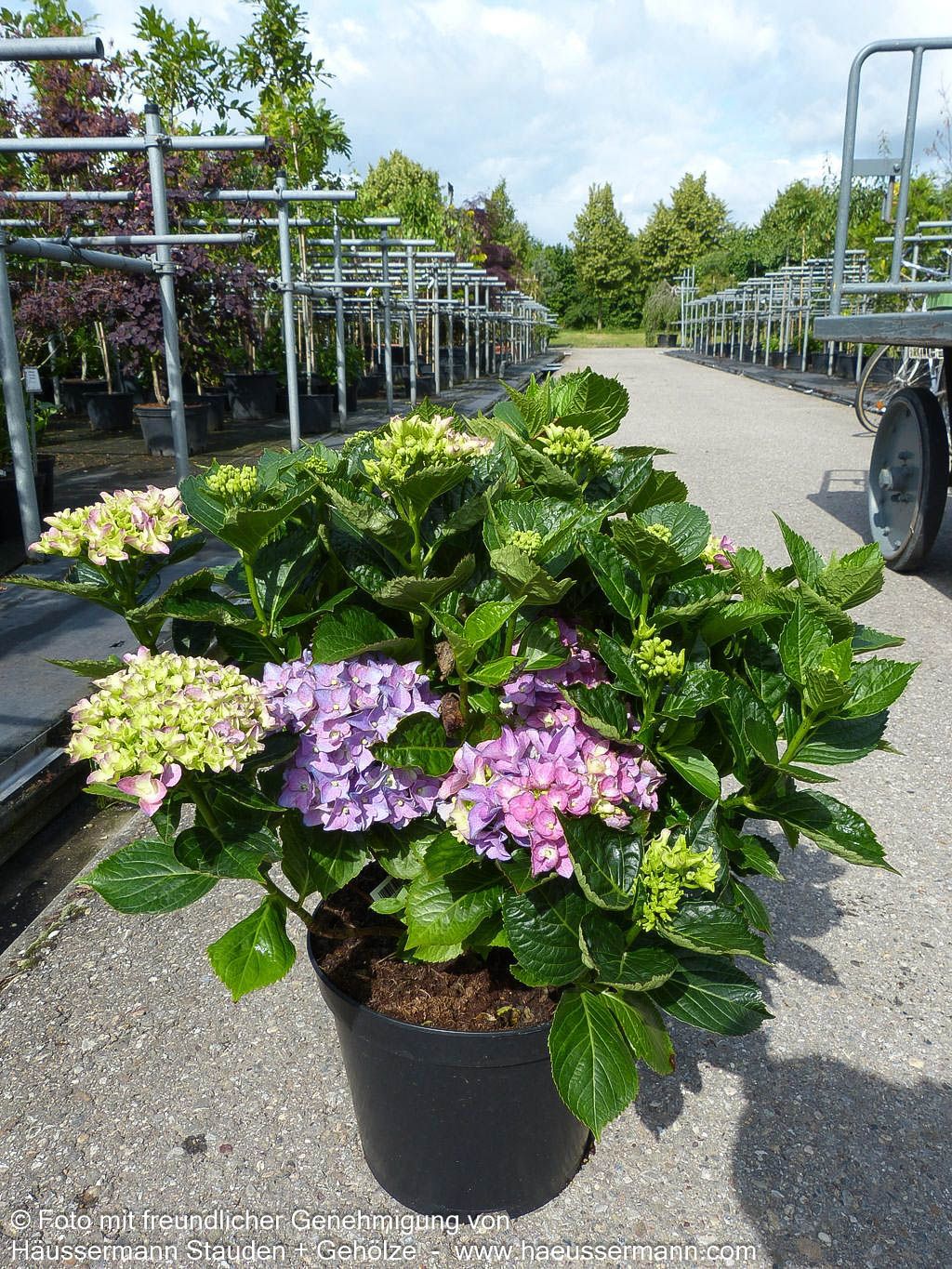 Ball-Hortensie 'Early Blue' (Hydrangea macrophylla)