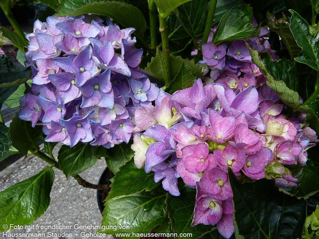 Ball-Hortensie 'Early Blue' (Hydrangea macrophylla)