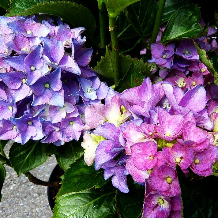 Ball-Hortensie 'Early Blue' (Hydrangea macrophylla)