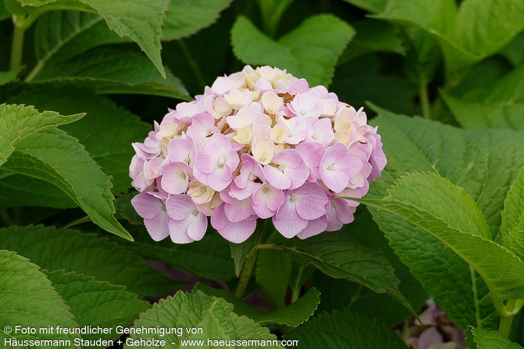 Ball-Hortensie 'Générale Vicomt.de Vibraye' (Hydrangea macr.)