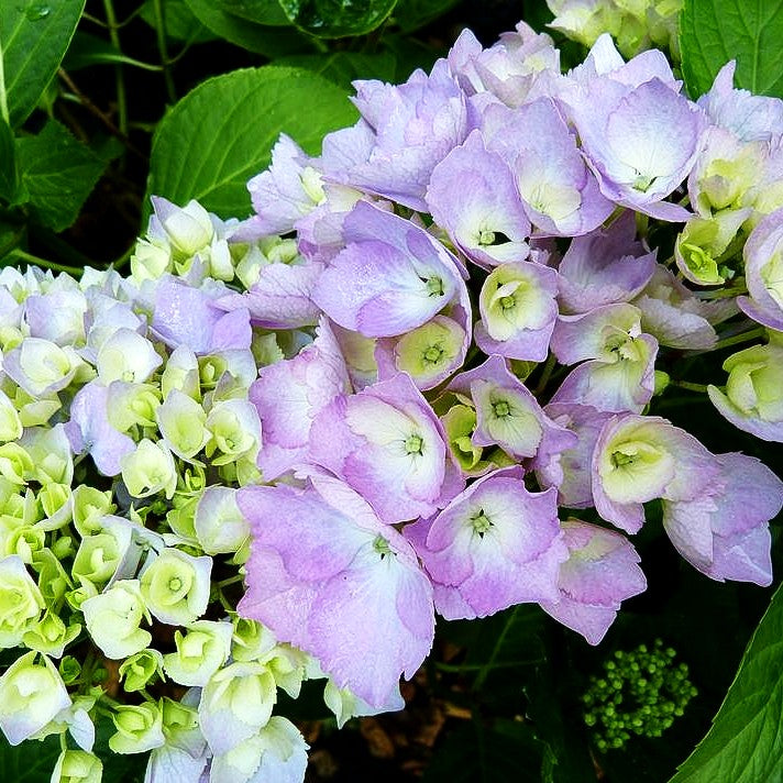 Ball-Hortensie 'Gertrud Glahn' (Hydrangea macrophylla)
