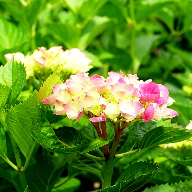 Ball-Hortensie 'Glowing Embers' (Hydrangea macrophylla)