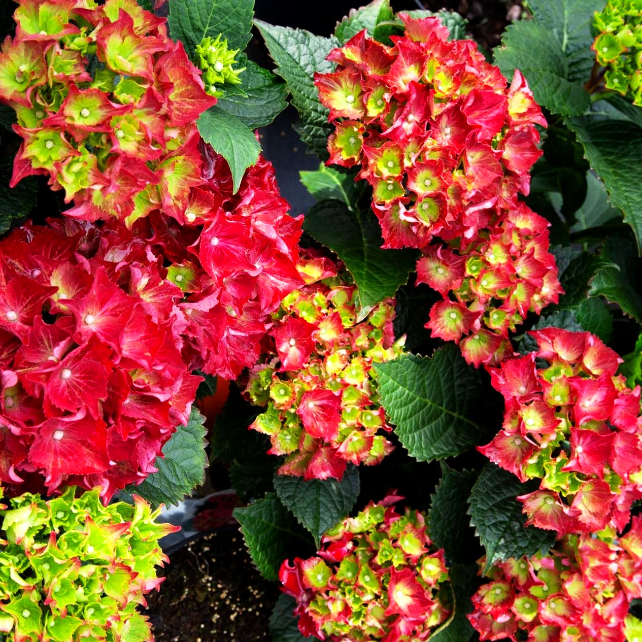 Ball-Hortensie 'Hot Red' (Hydrangea macrophylla)