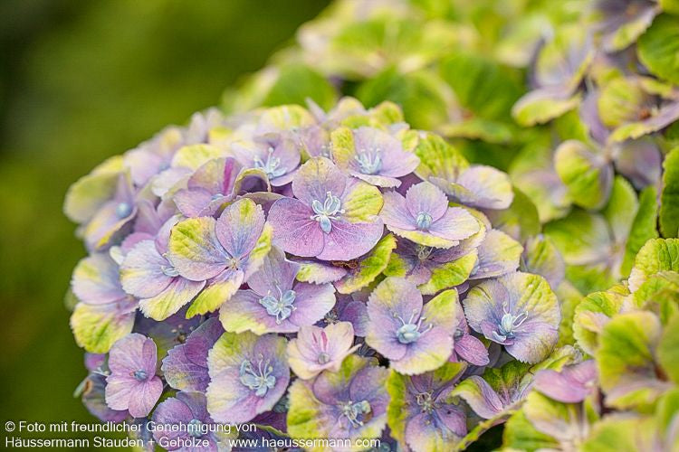 Ball-Hortensie 'Magical Amethyst' (Hydrangea macr.)