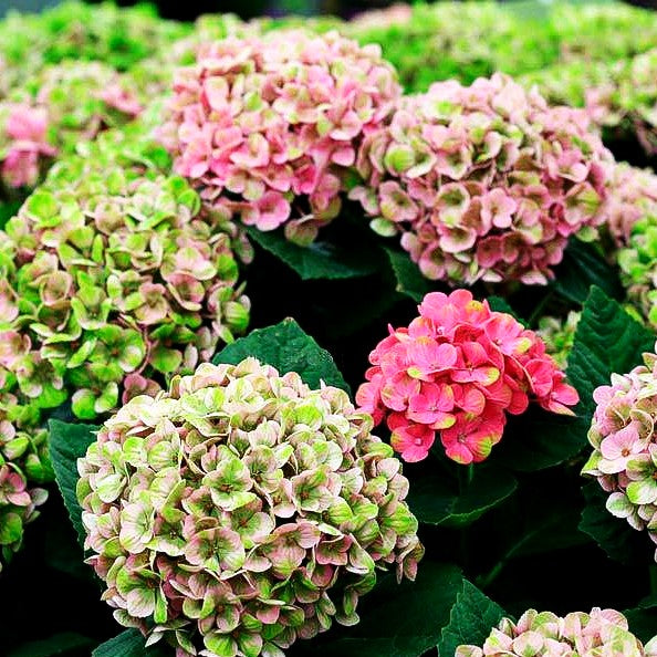 Ball-Hortensie 'Magical Coral' (Hydrangea macr.)