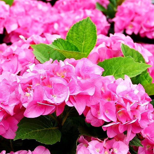 Ball-Hortensie 'Moritzburg' (Hydrangea macr. Saxon)