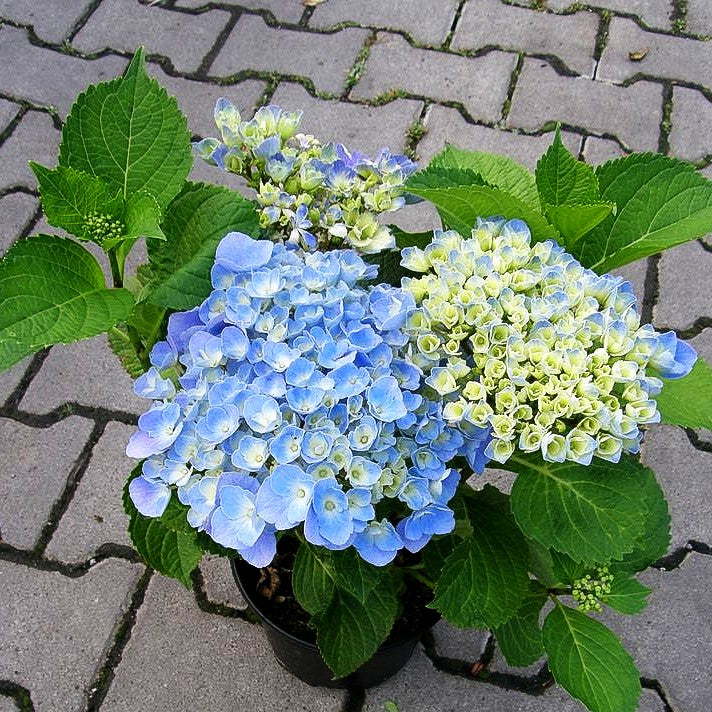 Ball-Hortensie 'Nikko Blue' (Hydrangea macrophylla)