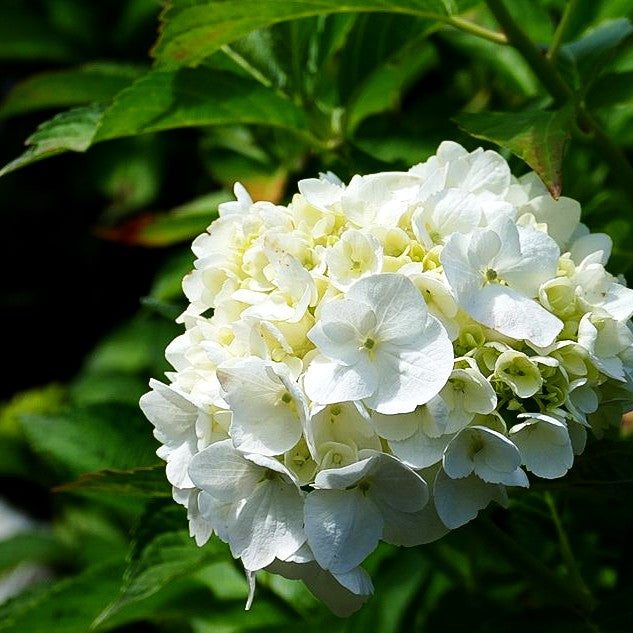 Ball-Hortensie 'Nymphe' (Hydrangea macrophylla)