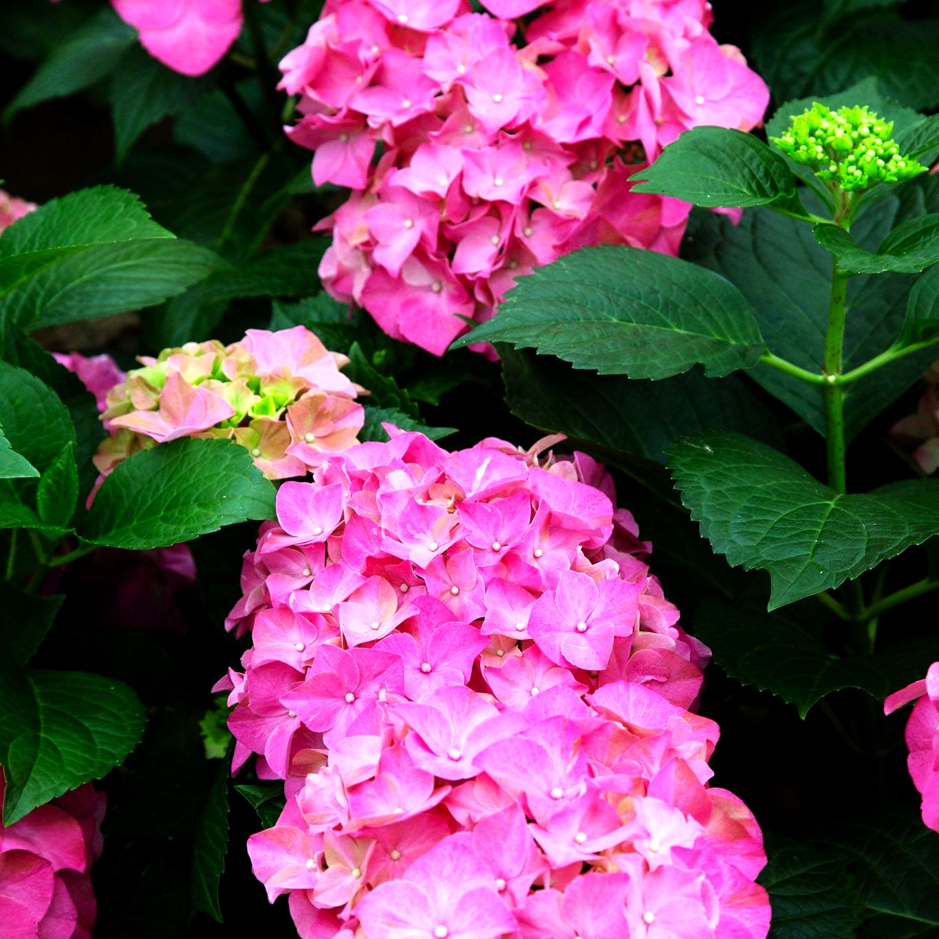 Ball-Hortensie 'Red Wonder' (Hydrangea macr. Everbloom)
