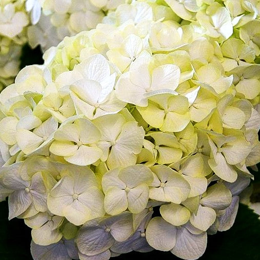 Ball-Hortensie 'White Wonder' (Hydrangea macr. Everbloom)