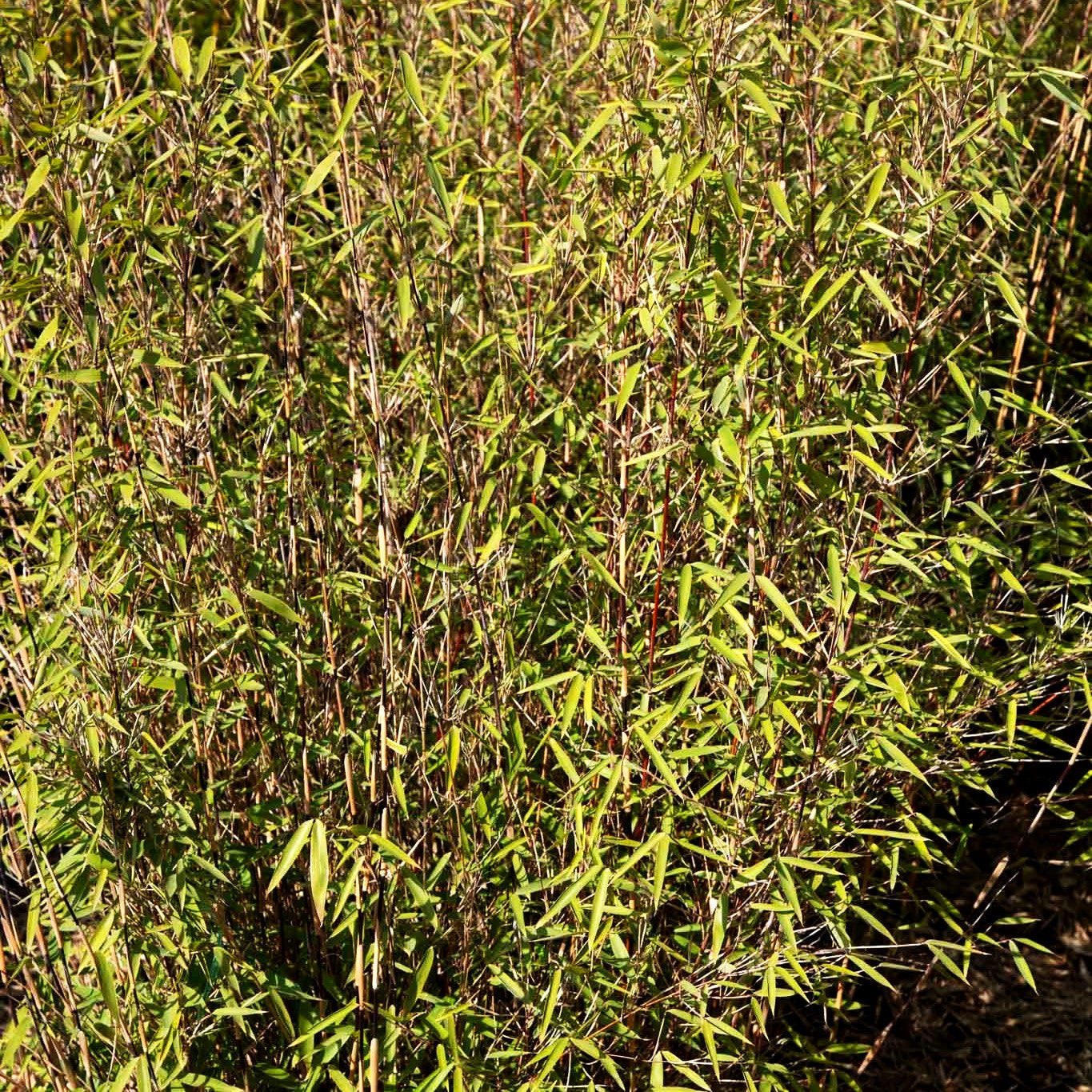 Bambus 'Winter Joy' (Fargesia nitida)