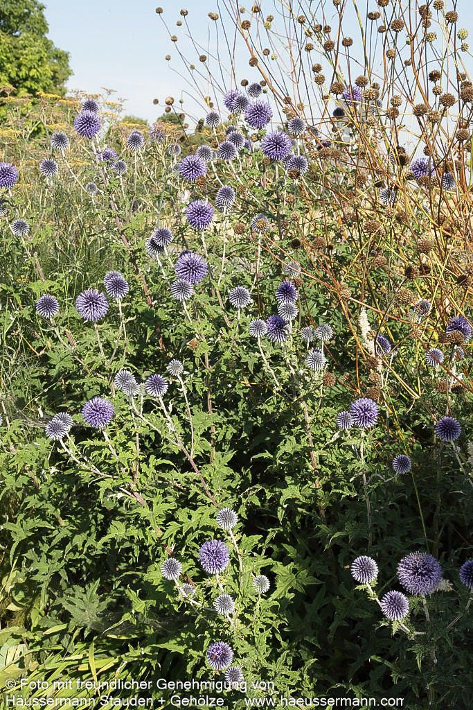 Banater Kugeldistel 'Blue Globe' (Echinops banaticus)