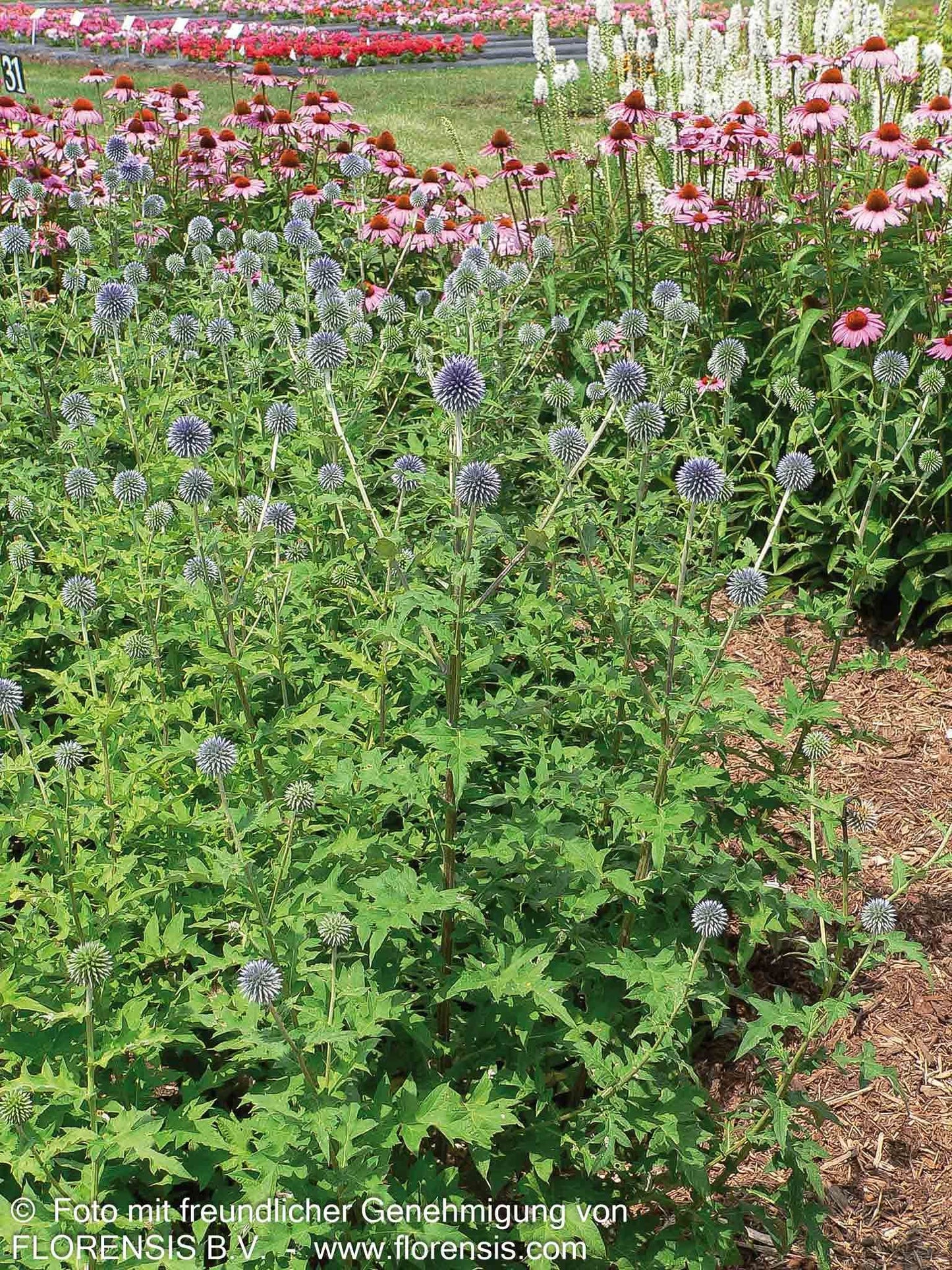 Banater Kugeldistel 'Blue Globe' (Echinops banaticus)