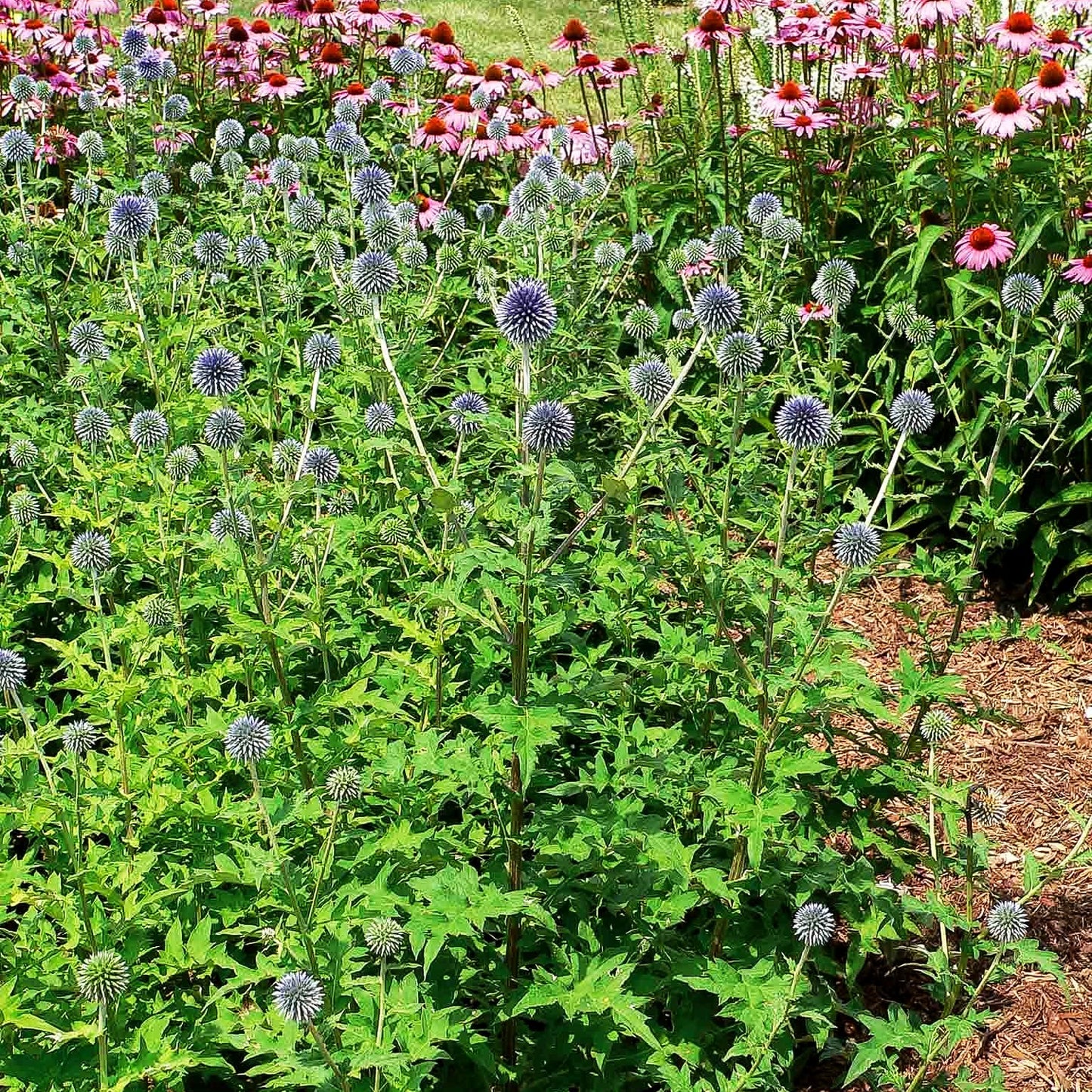 Banater Kugeldistel 'Blue Globe' (Echinops banaticus)