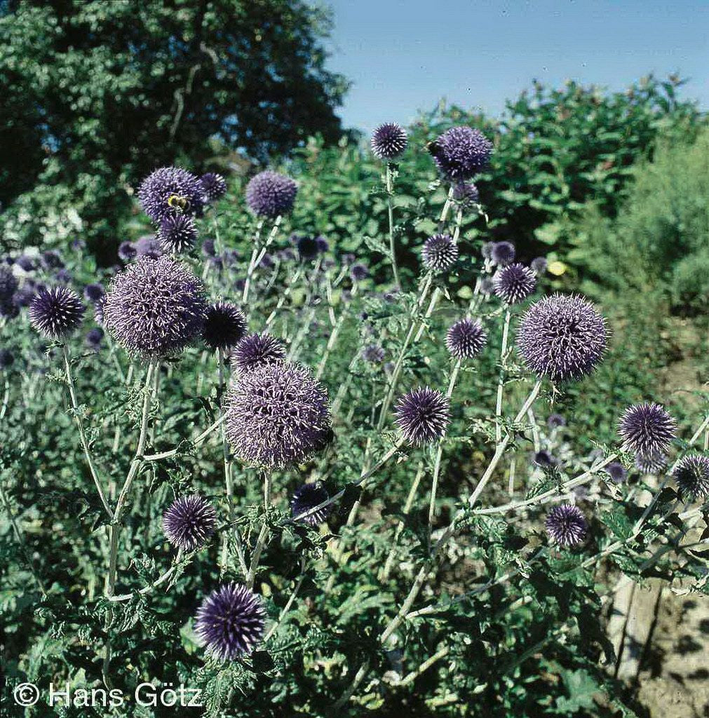 Banater Kugeldistel 'Taplow Blue' (Echinops banaticus)