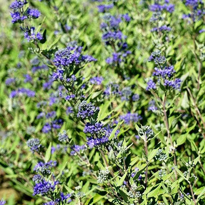 Bartblume 'Blauer Spatz' (Caryopteris clandonensis)